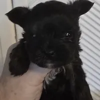 Akc Tiny Boy or pet price, a male Yorkshire Terrier for sale in West Plains, MO – Photo 1 of 6