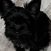 Akc Tiny Boy or pet price, a male Yorkshire Terrier for sale in West Plains, MO – Photo 5 of 6