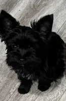 Akc Tiny Boy or pet price, a male Yorkshire Terrier for sale in West Plains, MO – Photo 5 of 6