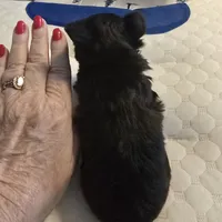 Akc Tiny Boy or pet price, a male Yorkshire Terrier for sale in West Plains, MO – Photo 3 of 6