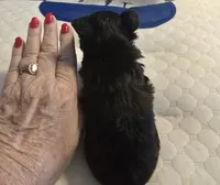 Akc Tiny Boy or pet price, a male Yorkshire Terrier for sale in West Plains, MO – Photo 3 of 6