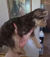 Small Boy two, a male Yorkshire Terrier for sale in West Plains, MO – Photo 4 of 6