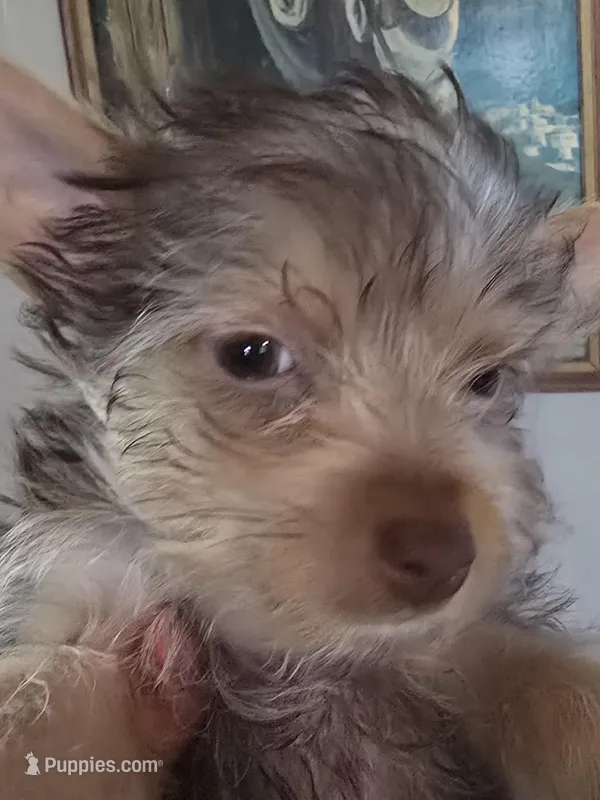 Small Boy two, a male Yorkshire Terrier for sale in West Plains, MO – Photo 1 of 6