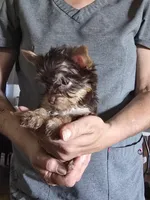 Small Boy two, a male Yorkshire Terrier for sale in West Plains, MO – Photo 6 of 6