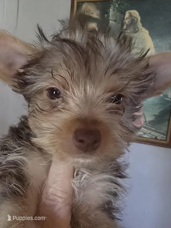Chocolate boy – Yorkshire Terrier puppy for sale in West Plains, MO