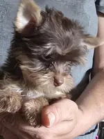 Small Boy two, a male Yorkshire Terrier for sale in West Plains, MO – Photo 2 of 6