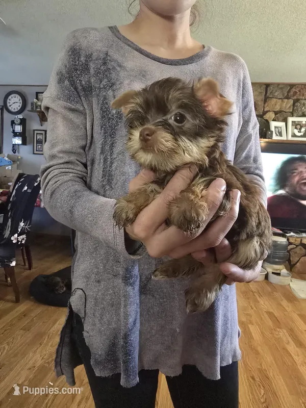 Boy two – Yorkshire Terrier puppy for sale in West Plains, MO