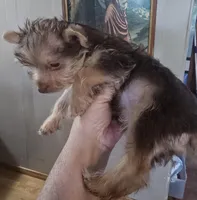 Small Boy two, a male Yorkshire Terrier for sale in West Plains, MO – Photo 5 of 6