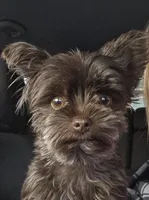 AKC or Pet price, a female Yorkshire Terrier for sale in West Plains, MO – Photo 7 of 7