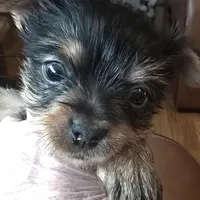 AKC or Pet price, a female Yorkshire Terrier for sale in West Plains, MO – Photo 4 of 10