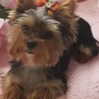 AKC or Pet price, a female Yorkshire Terrier for sale in West Plains, MO – Photo 9 of 10