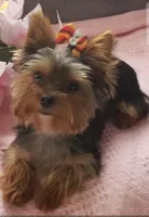 AKC or Pet price, a female Yorkshire Terrier for sale in West Plains, MO – Photo 6 of 7