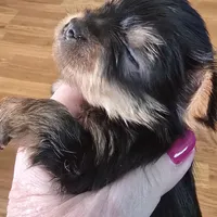 AKC or Pet price, a female Yorkshire Terrier for sale in West Plains, MO – Photo 8 of 10