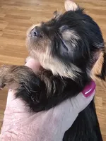 AKC or Pet price, a female Yorkshire Terrier for sale in West Plains, MO – Photo 4 of 7