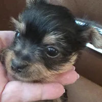 AKC or Pet price, a female Yorkshire Terrier for sale in West Plains, MO – Photo 5 of 10