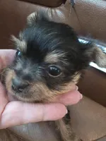 AKC or Pet price, a female Yorkshire Terrier for sale in West Plains, MO – Photo 1 of 7