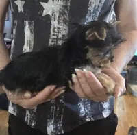 AKC or Pet price, a female Yorkshire Terrier for sale in West Plains, MO – Photo 2 of 10