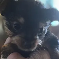 AKC or Pet price, a female Yorkshire Terrier for sale in West Plains, MO – Photo 6 of 10