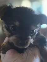 AKC or Pet price, a female Yorkshire Terrier for sale in West Plains, MO – Photo 5 of 7