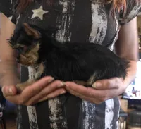 AKC or Pet price, a female Yorkshire Terrier for sale in West Plains, MO – Photo 3 of 10