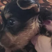 AKC or Pet price, a female Yorkshire Terrier for sale in West Plains, MO – Photo 7 of 10