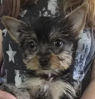 AKC or Pet price, a female Yorkshire Terrier for sale in West Plains, MO – Photo 1 of 10