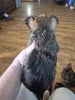 AKC boy or pet price, a male Yorkshire Terrier for sale in West Plains, MO – Photo 3 of 4