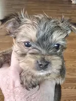 AKC boy or pet price, a male Yorkshire Terrier for sale in West Plains, MO – Photo 2 of 4