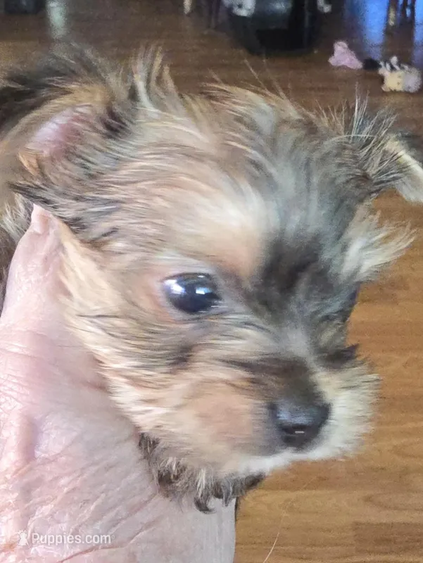 AKC boy or pet price