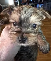 AKC boy or pet price, a male Yorkshire Terrier for sale in West Plains, MO – Photo 4 of 4