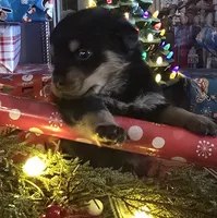 AKC Male 1, a male Rottweiler for sale in West Plains, MO – Photo 3 of 5