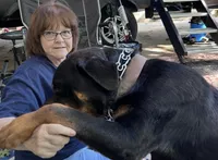 AKC Male 1, a male Rottweiler for sale in West Plains, MO – Photo 5 of 5