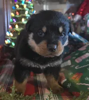 AKC Male 1, a male Rottweiler for sale in West Plains, MO – Photo 2 of 5