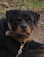 AKC Male 1, a male Rottweiler for sale in West Plains, MO – Photo 4 of 5