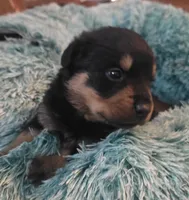 AKC Male 2, a male Rottweiler for sale in West Plains, MO – Photo 2 of 5