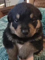 AKC Male 2, a male Rottweiler for sale in West Plains, MO – Photo 1 of 5