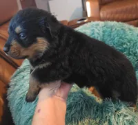 AKC Male 2, a male Rottweiler for sale in West Plains, MO – Photo 3 of 5