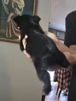 Solid Black female, a female Yorkshire Terrier for sale in West Plains, MO – 2 of 4