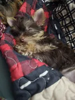 Tiny Girl one, a female Yorkshire Terrier for sale in West Plains, MO – Photo 3 of 5