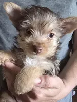 Tiny Girl one, a female Yorkshire Terrier for sale in West Plains, MO – Photo 1 of 5