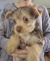 Tiny Girl one, a female Yorkshire Terrier for sale in West Plains, MO – Photo 5 of 5