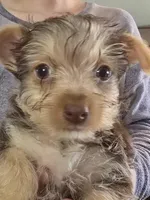 Tiny Girl one, a female Yorkshire Terrier for sale in West Plains, MO – Photo 4 of 5