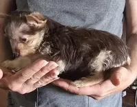 Tiny Girl one, a female Yorkshire Terrier for sale in West Plains, MO – Photo 2 of 5