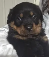 processed/768c2575-dadb-428a-b5dc-29f62e4ae288/listing/cf827f6c-ece0-41a9-8c9c-6fa9b9e1a73c/9489ce5b-e6ad-4218-bad6-bc98f15e7d1a