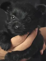 Solid Black Male, a male Yorkshire Terrier for sale in West Plains, MO – 1 of 1
