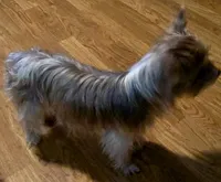 AKC Scarlet Parti color. , a female Yorkshire Terrier for sale in West Plains, MO – Photo 4 of 6