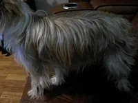 AKC Scarlet Parti color. , a female Yorkshire Terrier for sale in West Plains, MO – Photo 6 of 6