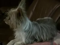 AKC Scarlet Parti color. , a female Yorkshire Terrier for sale in West Plains, MO – Photo 3 of 6