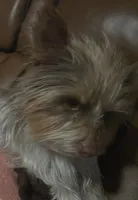 AKC Scarlet Parti color. , a female Yorkshire Terrier for sale in West Plains, MO – Photo 5 of 6