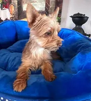 AKC Scarlet Parti color. , a female Yorkshire Terrier for sale in West Plains, MO – Photo 1 of 6